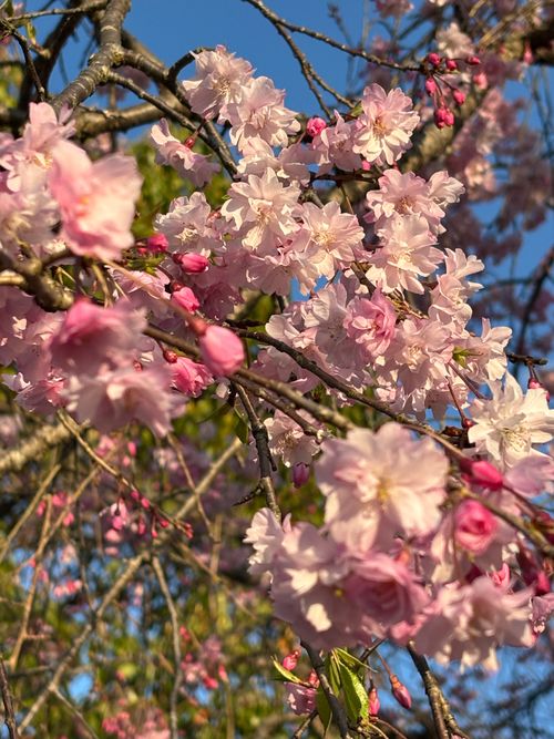 TOP画を『タヌキ』にしたら、メインがなくなるので『桜』にする！ くつわ池自然公園キャンプ場 ソロキャンプ フリーサイト とのさんのキャンプブログ CAMPiii（キャンピー） -キャンプ専用SNS キャンプのすべてがここに集まる-