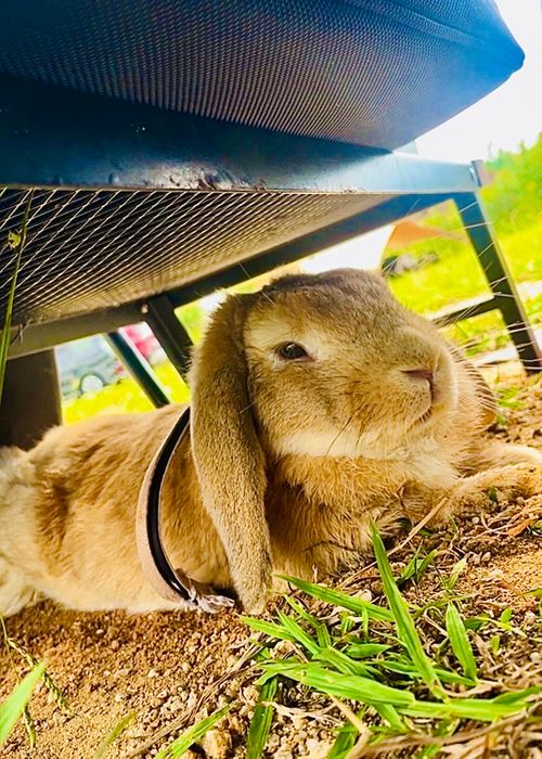 シルバーウィーク&hellip;楽しむはずだったおじ🐰キャン△ in 美濃ヶ浜海浜公園 〜 CAMP NO.214 美濃ケ浜海浜広場 ソロキャンプ ファミリーキャンプ フリーサイト おじキャン△さんのキャンプブログ CAMPiii（キャンピー） -キャンプ専用SNS キャンプのすべてがここに集まる-