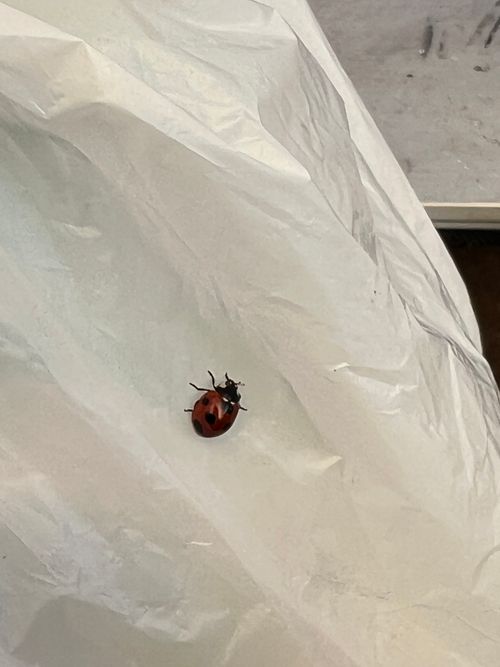 ただいま ソロキャンプ YOTIさんのキャンプブログ CAMPiii（キャンピー） -キャンプ専用SNS キャンプのすべてがここに集まる-