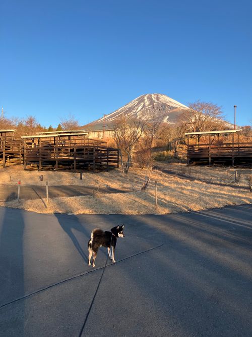 寒かったけど、その分富士山はキレイ！ PICA富士ぐりんぱ ソロキャンプ 区画サイト オートサイト アクセルさんのキャンプブログ CAMPiii（キャンピー） -キャンプ専用SNS キャンプのすべてがここに集まる-
