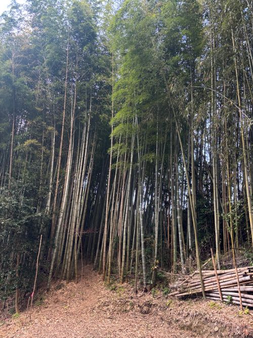 🎊新規キャンプ場オープン🎉🎉🎉 紫星の森 Oniyomeさんのキャンプブログ CAMPiii（キャンピー） -キャンプ専用SNS キャンプのすべてがここに集まる-