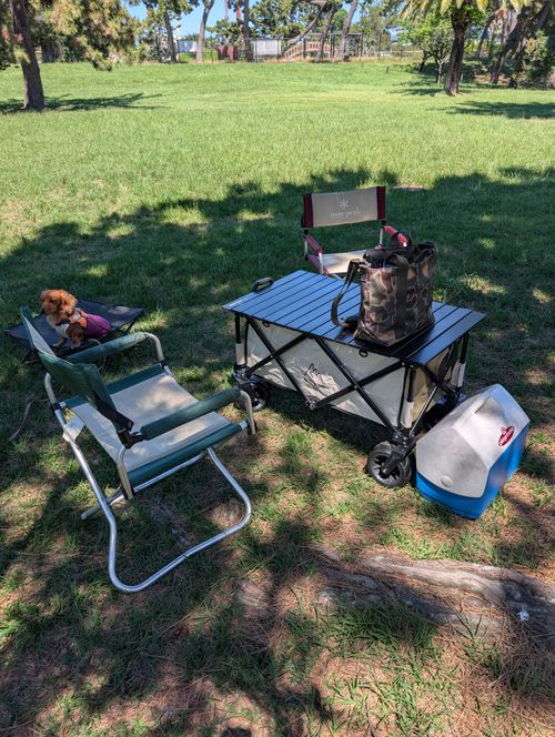 昼から暑くなるので 浜寺公園 ファミリーキャンプ フリーサイト yosihikozc4さんのキャンプブログ CAMPiii（キャンピー） -キャンプ専用SNS キャンプのすべてがここに集まる-