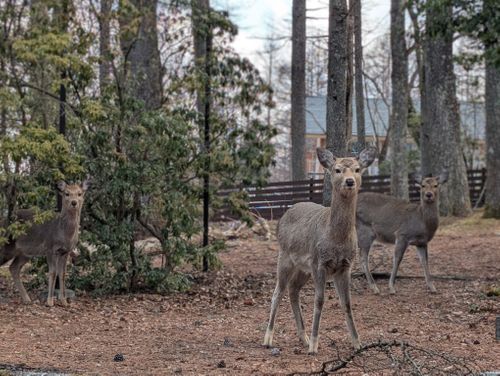 静寂な森のなかで(後篇) 小田急山中湖フォレストコテージ ファミリーキャンプ 好々爺🇯🇵さんのキャンプブログ CAMPiii（キャンピー） -キャンプ専用SNS キャンプのすべてがここに集まる-