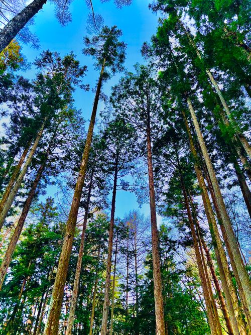 №76 オートキャンプFUJICHU ソロキャンプ 区画サイト 1711_Campさんのキャンプブログ CAMPiii（キャンピー） -キャンプ専用SNS キャンプのすべてがここに集まる-