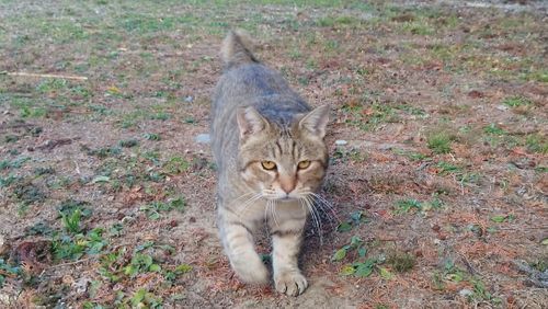 CAMPiii（キャンピー） スローライフに憧れるさんのキャンプブログ あけましておめでとうごニャイます！🐱（byまきお） ラピュタファームキャンプ場