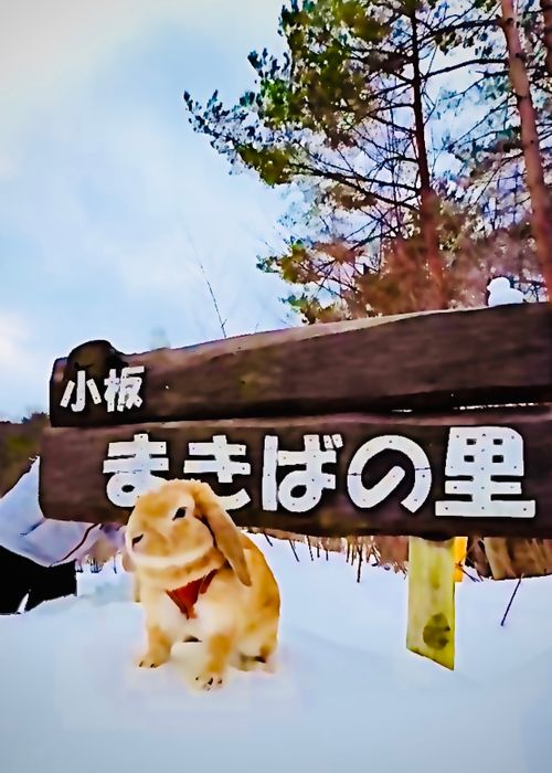 念願の雪中⛄️おじおばうさキャン△ in 板木まきばの里キャンプ場 〜 CAMP NO.173 小板まきばの里キャンプ場 ファミリーキャンプ グループキャンプ 区画サイト おじキャン△さんのキャンプブログ CAMPiii（キャンピー） -キャンプ専用SNS キャンプのすべてがここに集まる-