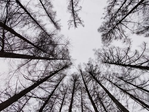 雪中が好きです 飛騨荘川 一色の森キャンプ場 ソロキャンプ グループキャンプ 区画サイト オートサイト たかたかぽんたさんのキャンプブログ CAMPiii（キャンピー） -キャンプ専用SNS キャンプのすべてがここに集まる-