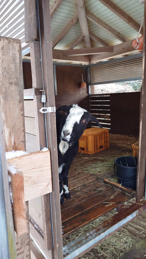 思いがけない雪中キャンプ！ UJackむつざわオートキャンプ場（泊地） ソロキャンプ グループキャンプ 区画サイト まーささんのキャンプブログ CAMPiii（キャンピー） -キャンプ専用SNS キャンプのすべてがここに集まる-