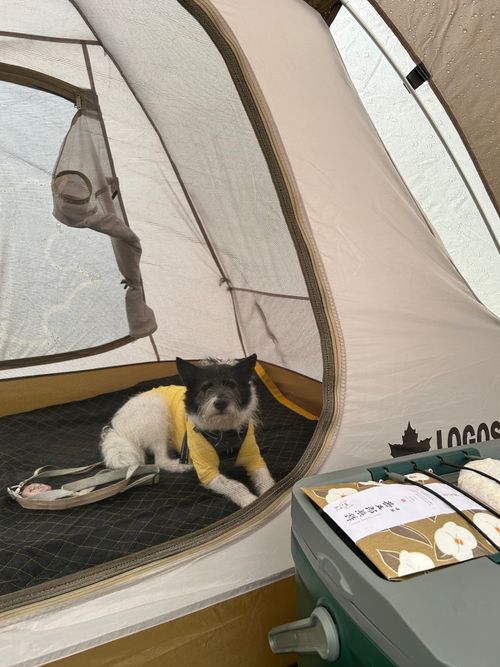 急に涼しい🤭　そんな日は､犬連れデイキャンプ⛺️  モリリン加瀬沼公園 グループキャンプ 区画サイト るぽこさんのキャンプブログ CAMPiii（キャンピー） -キャンプ専用SNS キャンプのすべてがここに集まる-