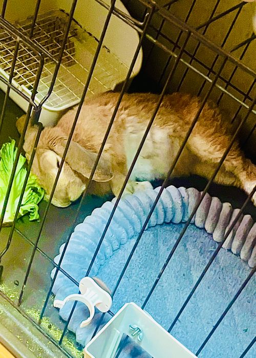 イライラした時は&hellip;やっぱり？リフレッシュおじうさキャン△ in 阿川ほうせんぐり海浜公園 〜 CAMP NO.177 阿川ほうせんぐり海浜公園 ソロキャンプ ファミリーキャンプ フリーサイト おじキャン△さんのキャンプブログ CAMPiii（キャンピー） -キャンプ専用SNS キャンプのすべてがここに集まる-