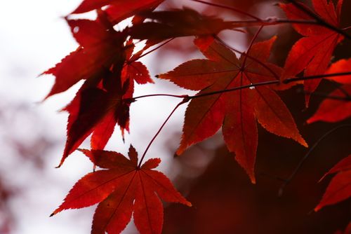 全国旅キャンプ第11弾は京都編 笠置キャンプ場 ソロキャンプ ファミリーキャンプ グループキャンプ フリーサイト ENJOY THE OUTDOORSさんのキャンプブログ CAMPiii（キャンピー） -キャンプ専用SNS キャンプのすべてがここに集まる-