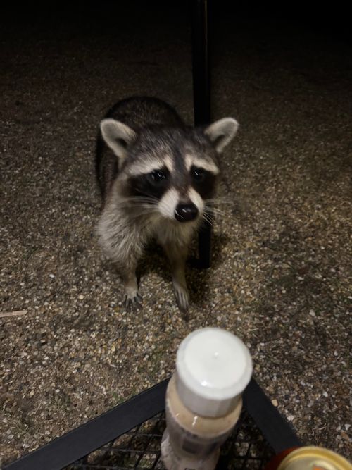 TOP画を『タヌキ』にしたら、メインがなくなるので『桜』にする！ くつわ池自然公園キャンプ場 ソロキャンプ フリーサイト とのさんのキャンプブログ CAMPiii（キャンピー） -キャンプ専用SNS キャンプのすべてがここに集まる-