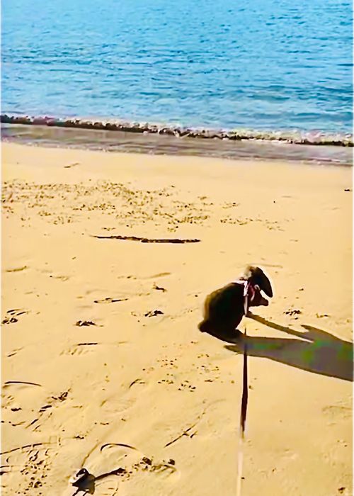 あずきちゃんとラブラブ💓おじ🐰キャン△ in 阿川ほうせんぐり海浜公園 〜 CAMP NO.219 阿川ほうせんぐり海浜公園 ソロキャンプ ファミリーキャンプ フリーサイト おじキャン△さんのキャンプブログ CAMPiii（キャンピー） -キャンプ専用SNS キャンプのすべてがここに集まる-