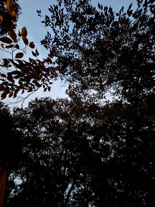 CAMPiii（キャンピー） KOBApapaさんのキャンプブログ ハンモックの聖地でのんびりソロ＋ソロ 月尾根自然の森キャンプ場