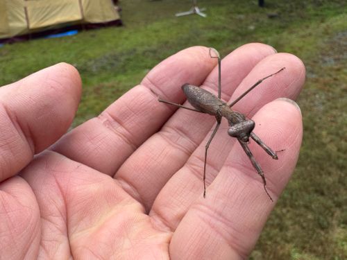 虹🌈キャンプ 南光自然観察村 ファミリーキャンプ 区画サイト yoji@campさんのキャンプブログ CAMPiii（キャンピー） -キャンプ専用SNS キャンプのすべてがここに集まる-