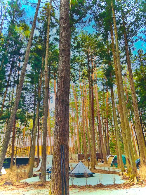 №76 オートキャンプFUJICHU ソロキャンプ 区画サイト 1711_Campさんのキャンプブログ CAMPiii（キャンピー） -キャンプ専用SNS キャンプのすべてがここに集まる-