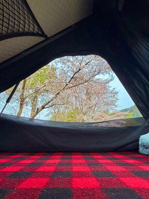 2026花見camping🌸🌸 ファミリーキャンプ フリーサイト tatecampさんのキャンプブログ CAMPiii（キャンピー） -キャンプ専用SNS キャンプのすべてがここに集まる-