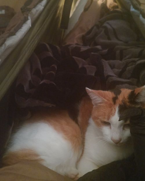 結果、ネコキャンプでした｜火打の森キャンプ場 火打の森キャンプ場 ソロキャンプ 区画サイト hare75さんのキャンプブログ CAMPiii（キャンピー） -キャンプ専用SNS キャンプのすべてがここに集まる-