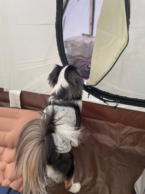 富士山キャンプと新倉浅間公園 朝霧Camp Base そらいろキャンプ場（フリーサイト・区画サイト・電源区画サイト） ファミリーキャンプ フリーサイト Kojiさんのキャンプブログ CAMPiii（キャンピー） -キャンプ専用SNS キャンプのすべてがここに集まる-