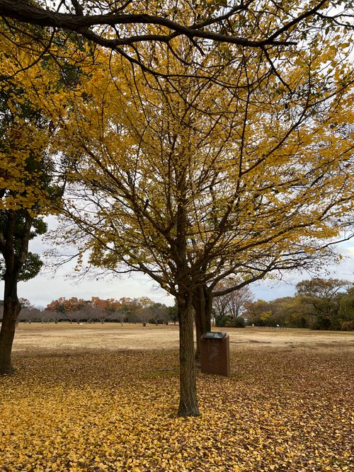 遠征キャンプ① 琵琶湖 ソロキャンプ YOTIさんのキャンプブログ CAMPiii（キャンピー） -キャンプ専用SNS キャンプのすべてがここに集まる-