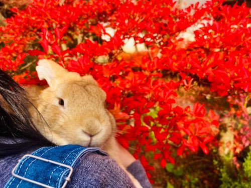 秋のエヴァ祭り？おじおばうさキャン△ in 江汐公園キャンプ場 〜 CAMP NO.166 江汐公園 ファミリーキャンプ グループキャンプ 区画サイト おじキャン△さんのキャンプブログ CAMPiii（キャンピー） -キャンプ専用SNS キャンプのすべてがここに集まる-
