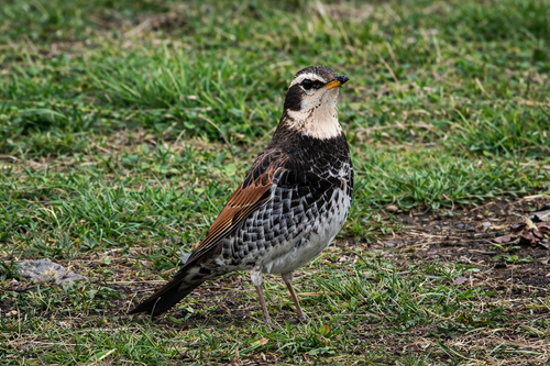 1年ぶりの、カレーの日 ふもとっぱらキャンプ場 ソロキャンプ グループキャンプ フリーサイト ぞのさんさんのキャンプブログ CAMPiii（キャンピー） -キャンプ専用SNS キャンプのすべてがここに集まる-