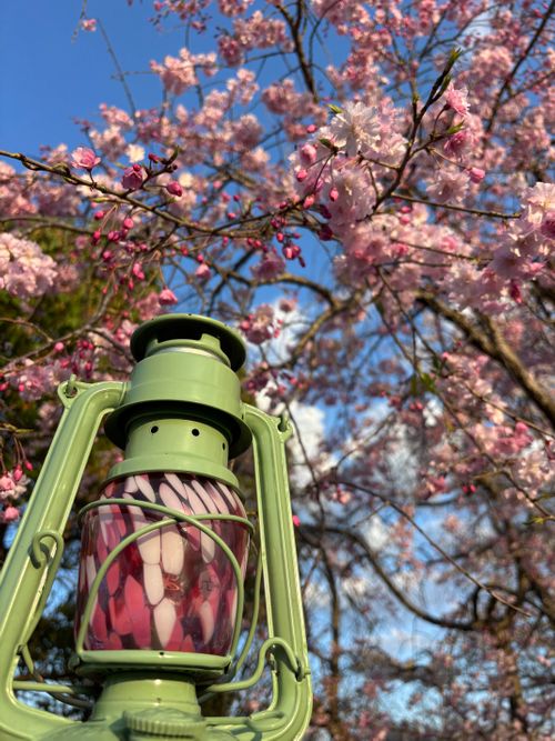 CAMPiii（キャンピー） とのさんのキャンプブログ TOP画を『タヌキ』にしたら、メインがなくなるので『桜』にする！ くつわ池自然公園キャンプ場