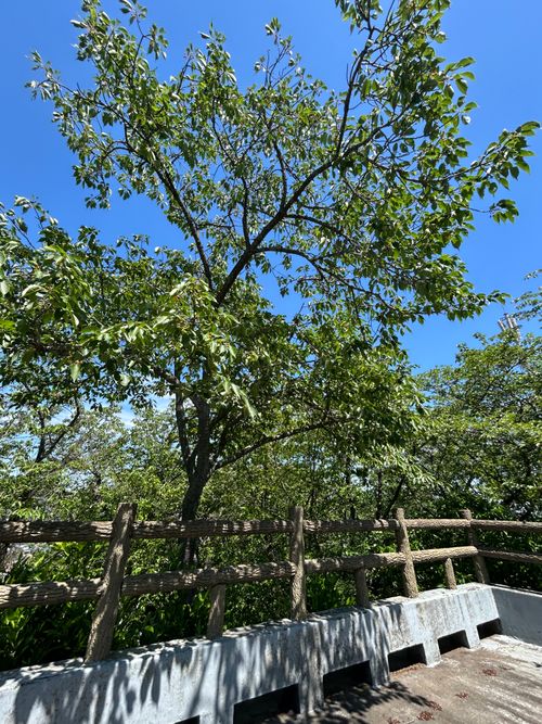 前日宅呑み中🍺思いたっての低山ハイク🥾 大楠山 ソロキャンプ Genさんのキャンプブログ CAMPiii（キャンピー） -キャンプ専用SNS キャンプのすべてがここに集まる-