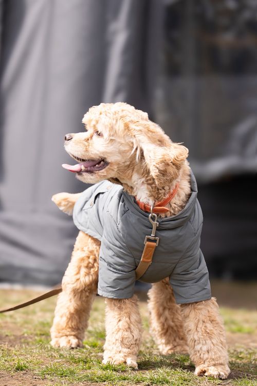 1年ぶりの、カレーの日 ふもとっぱらキャンプ場 ソロキャンプ グループキャンプ フリーサイト ぞのさんさんのキャンプブログ CAMPiii（キャンピー） -キャンプ専用SNS キャンプのすべてがここに集まる-