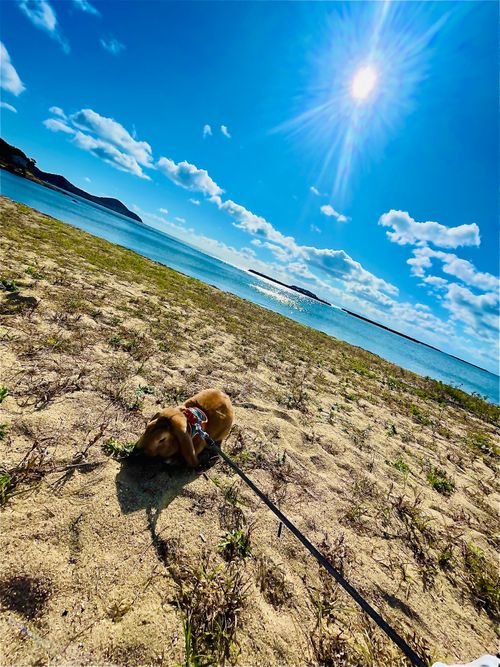 秋穂の名物《車海老を喰らう》おじうさグルキャン△ in 美濃ケ浜海浜公園キャンプ場 〜 CAMP NO.160 美濃ケ浜海浜広場 ソロキャンプ ファミリーキャンプ グループキャンプ フリーサイト おじキャン△さんのキャンプブログ CAMPiii（キャンピー） -キャンプ専用SNS キャンプのすべてがここに集まる-