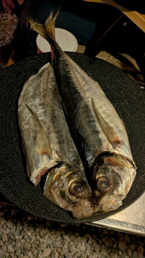 キャンプ再開して、同じとこへ　No.45 South One Village 館山 グループキャンプ ソロキャンプ 区画サイト すーつさんのキャンプブログ CAMPiii（キャンピー） -キャンプ専用SNS キャンプのすべてがここに集まる-