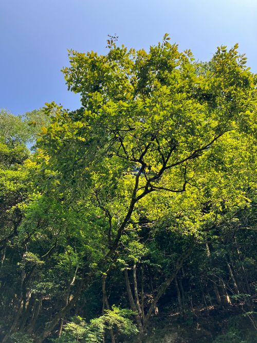 終わらない夏 バカンス村 ソロキャンプ フリーサイト Genさんのキャンプブログ CAMPiii(キャンピー) -キャンプ専用SNS キャンプのすべてがここに集まる-