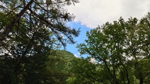 マイナスイオンたっぷり！ 小黒川渓谷キャンプ場 ファミリーキャンプ グループキャンプ 区画サイト まーささんのキャンプブログ CAMPiii（キャンピー） -キャンプ専用SNS キャンプのすべてがここに集まる-