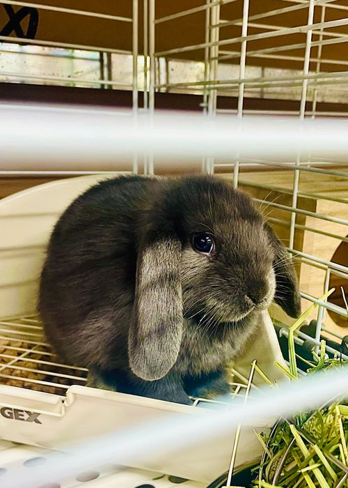 初めまして🐰💕 可愛い新メンバー加入のおじ🐰キャン△ in ゆうゆう広場 〜 CAMP NO.217 ゆうゆう広場 ソロキャンプ 区画サイト フリーサイト おじキャン△さんのキャンプブログ CAMPiii（キャンピー） -キャンプ専用SNS キャンプのすべてがここに集まる-