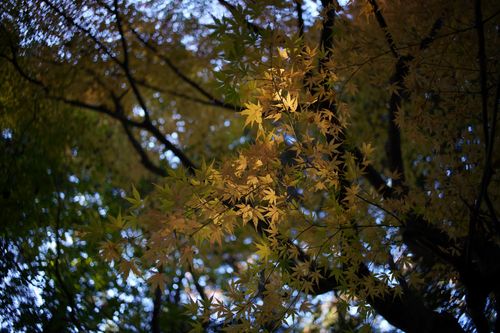 【キャンプ行けてない】キャンプ場マルシェイベントへ行った記録 TINY CAMP VILLAGE 週末スナフキンさんのキャンプブログ CAMPiii（キャンピー） -キャンプ専用SNS キャンプのすべてがここに集まる-