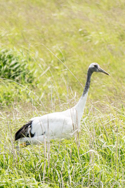 北海道初夏の旅 ENJOY THE OUTDOORSさんのキャンプブログ CAMPiii（キャンピー） -キャンプ専用SNS キャンプのすべてがここに集まる-