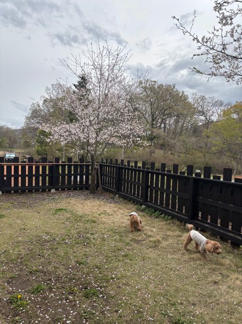 桜と菜の花と長瀞 長瀞オートキャンプ場 ファミリーキャンプ 区画サイト aozoraさんのキャンプブログ CAMPiii（キャンピー） -キャンプ専用SNS キャンプのすべてがここに集まる-