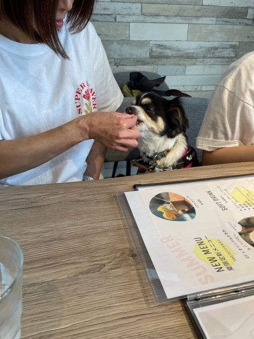 夏の家族旅行 feat. さくら(🐶) Mahoraキャンプ場 ファミリーキャンプ Kojiさんのキャンプブログ CAMPiii（キャンピー） -キャンプ専用SNS キャンプのすべてがここに集まる-