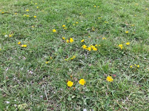 焚き逃げ許すまじ‼︎ 💢 柳原親水広場 FUNEさんのキャンプブログ CAMPiii（キャンピー） -キャンプ専用SNS キャンプのすべてがここに集まる-