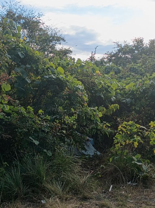 ルーマニア軍deおでん 神川橋 ソロキャンプ フリーサイト ウエィダーさんのキャンプブログ CAMPiii（キャンピー） -キャンプ専用SNS キャンプのすべてがここに集まる-