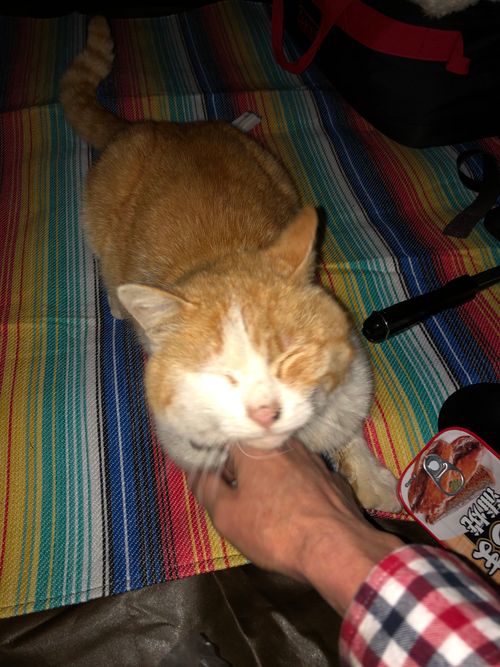 今年4回目 ソロキャンプ フリーサイト 相談所さんのキャンプブログ CAMPiii（キャンピー） -キャンプ専用SNS キャンプのすべてがここに集まる-