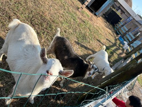 Thanks 2025‼︎✨ ホシアカリ 波うち グループキャンプ はやぷささんのキャンプブログ CAMPiii（キャンピー） -キャンプ専用SNS キャンプのすべてがここに集まる-