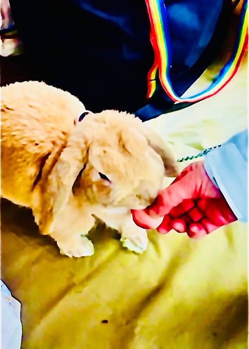 桜🌸を諦めきれないおばちゃんの付き添いおじおばうさキャン△ in 深坂自然の森キャンプ場 〜 CAMP NO.184 深坂自然の森キャンプ場 ファミリーキャンプ グループキャンプ 区画サイト おじキャン△さんのキャンプブログ CAMPiii（キャンピー） -キャンプ専用SNS キャンプのすべてがここに集まる-