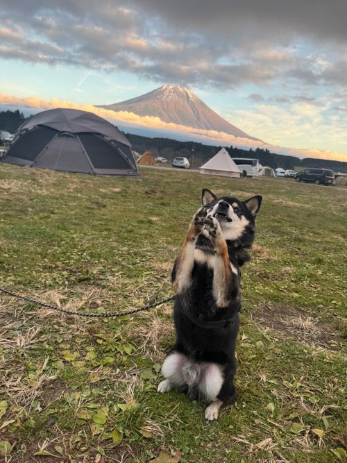 今月2回目⛺️今回も天気に恵まれて最高 ふもとっぱらキャンプ場 ソロキャンプ フリーサイト OYAKATAさんのキャンプブログ CAMPiii（キャンピー） -キャンプ専用SNS キャンプのすべてがここに集まる-