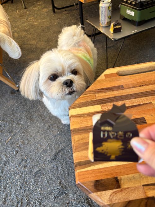 オプチャ女子グルキャンプ🏕下道倶楽部6時間越え。静岡ってでっかいなぁ！ 火剣山キャンプ場 グループキャンプ 区画サイト ぷりんさんのキャンプブログ CAMPiii（キャンピー） -キャンプ専用SNS キャンプのすべてがここに集まる-