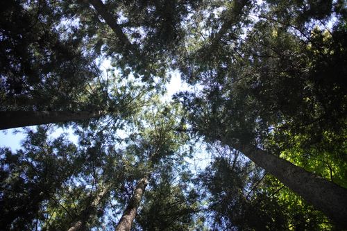 久しぶりのwoodsman WOODSMAN CAMPGROUND ソロキャンプ フリーサイト 週末スナフキンさんのキャンプブログ CAMPiii（キャンピー） -キャンプ専用SNS キャンプのすべてがここに集まる-