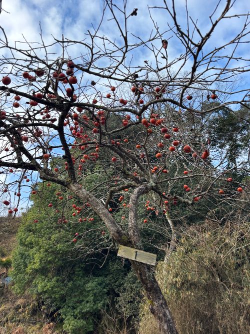 今年もお世話になりました！来年もたくさん遊んでくれぶーん！！ KAWAI VILLAGE CAMP ソロキャンプ 区画サイト とのさんのキャンプブログ CAMPiii（キャンピー） -キャンプ専用SNS キャンプのすべてがここに集まる-