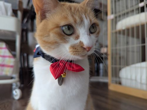 帰省からの戻りキャンツー旅② 鳳来の森 ソロキャンプ 区画サイト 週末スナフキンさんのキャンプブログ CAMPiii（キャンピー） -キャンプ専用SNS キャンプのすべてがここに集まる-