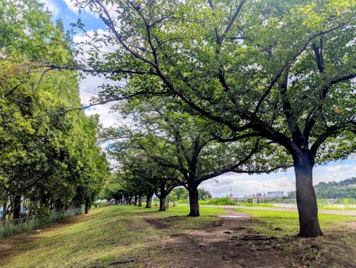 夏の栄養を補給しに♪ 府中市郷土の森公園 ソロキャンプ 好々爺🇯🇵さんのキャンプブログ CAMPiii（キャンピー） -キャンプ専用SNS キャンプのすべてがここに集まる-