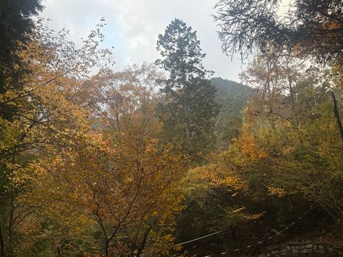 久しぶりのソロ ペンギン村 オートキャンプ場 ソロキャンプ 区画サイト オートサイト ちはみなさんのキャンプブログ CAMPiii（キャンピー） -キャンプ専用SNS キャンプのすべてがここに集まる-